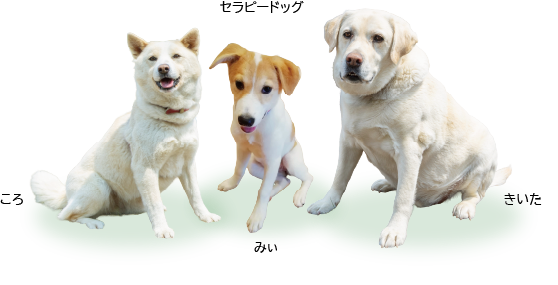 セラピードッグ（ころ・きいた）